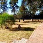 Tequis (23)