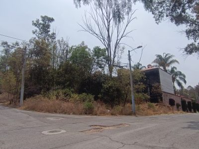 Bosques (4)