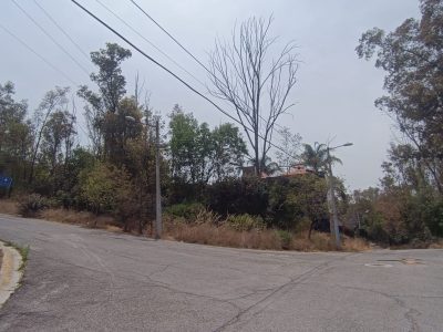 Bosques (5)